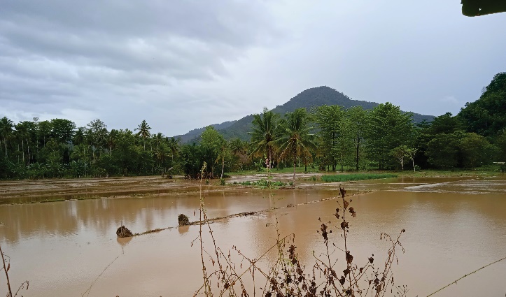 Areal persawahan yang terendam akibat luapan sungai bajo. Dok: maupa.id