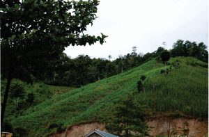 Areal wilayah hutan yang telah dibuka masyarakat untuk menanam tanaman semusim. Dok: maupa.id