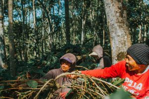 Budidaya kopi biasanya digunakan dalam sistem Agroforestri. Foto Ilustrasi: Unsplash.com