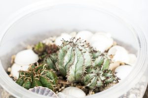 Contoh terrarium terbuka yang menggunakan kaktus. Ilustrasi Unsplash.com