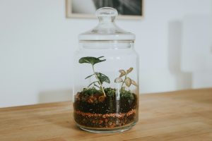 Contoh terrarium tertutup. Ilustrasi: Unplash.com
