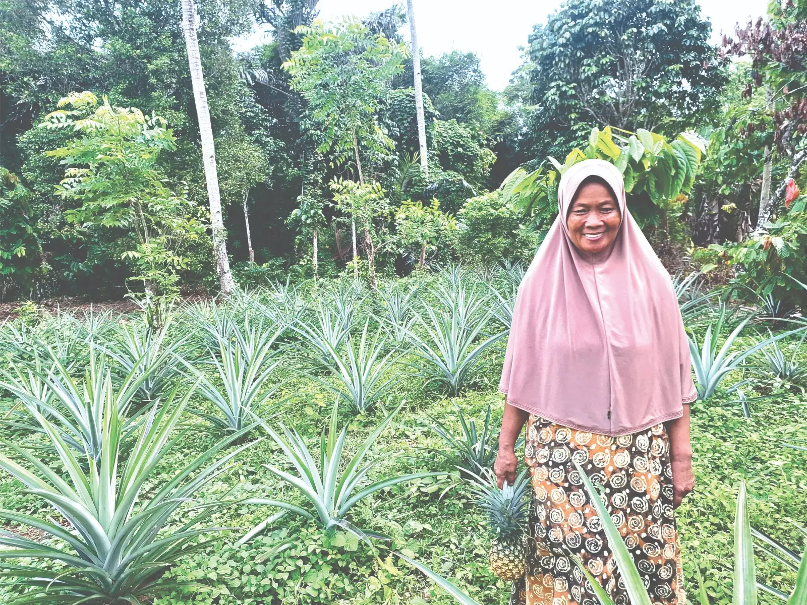 Ibu hadoyang memanen buah nanasnya. Dok: Maupa.id