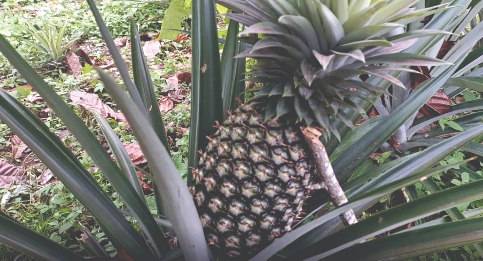 Nanas yang dibudidayakan oleh Hadoyang terlihat tumbuh subur atas bantuan MDA. Dok: Maupa.id