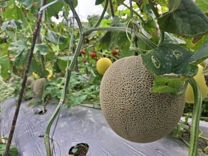 Demplot buah melon yang berhasil dibudidayakan hasil kolaborasi MDA dan Petani Desa Rante Balla. Dok: Maupa.id