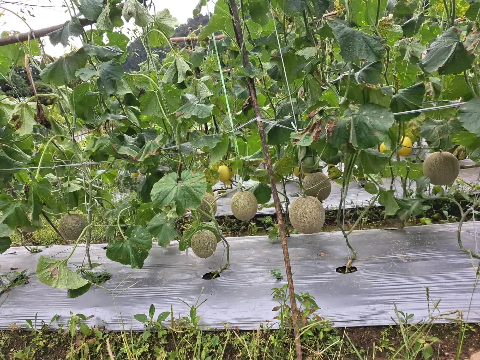 Buah melon jenis rock tumbuh subur di demplot petani desa Rante Balla. Dok: Maupa.id