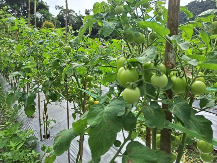 Tomat yang dibudidayakan petani di Desa Rante Balla Luwu. Dok: Maupa.id