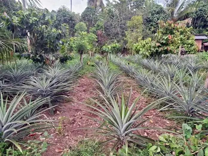 Demplot Nanas yang berhasil dibudidayakan oleh Hadoyang atas bantuan MDA di Pekarangan rumahnya terlihat sangat subur. Dok: Maupa.id