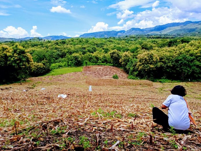 Ladang jagung milik Husein, seorang petani jagung di kota Parepare. Dok: Ilham Alfais