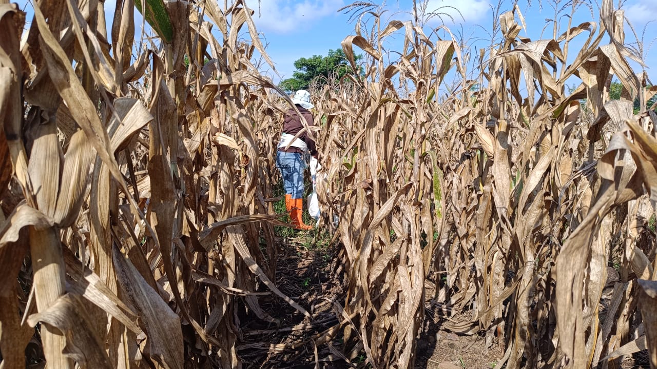 Proses panen jagung. Dok: Ilham Alfais
