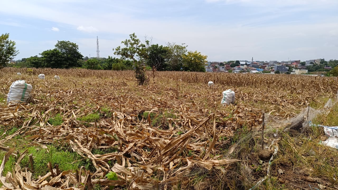 Lahan jagung milik Imran. Dok: Ilham Alfais