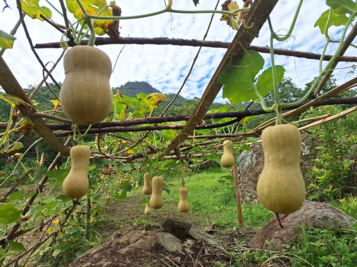 Labu gentong bergelantungan tampak indah di kebun percontohan Poktan Sipakatuo kerjasama MDA di desa Rante Balla, Luwu. Dok: Maupa.id