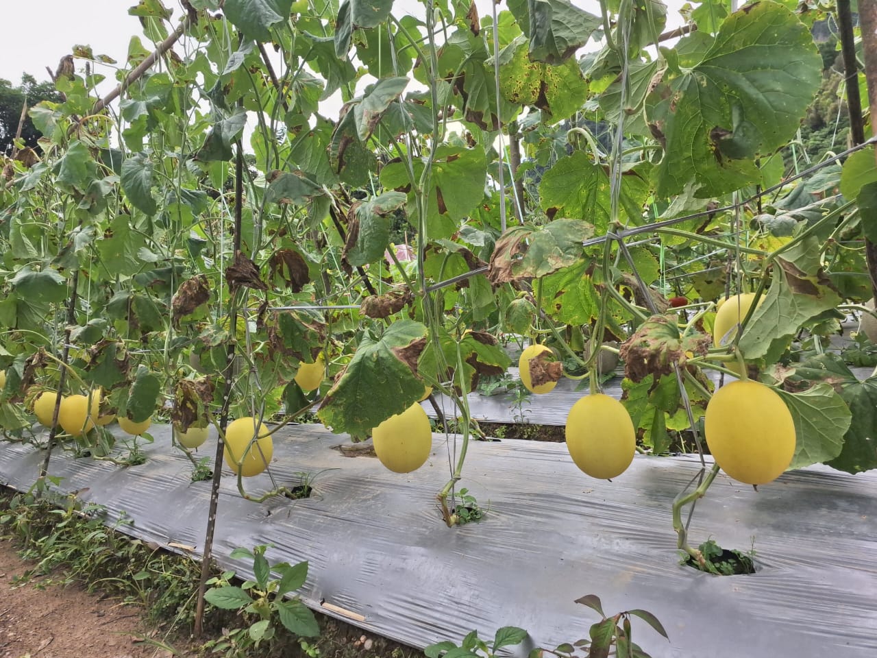 Melon yang bergenlantungan di kebun buah percontohan. Dok: Maupa.id
