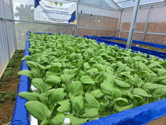 Sayur jenis pakcoy di greenhouse Desa Ulusalu beberapa waktu lalu. Dok: Maupa.id