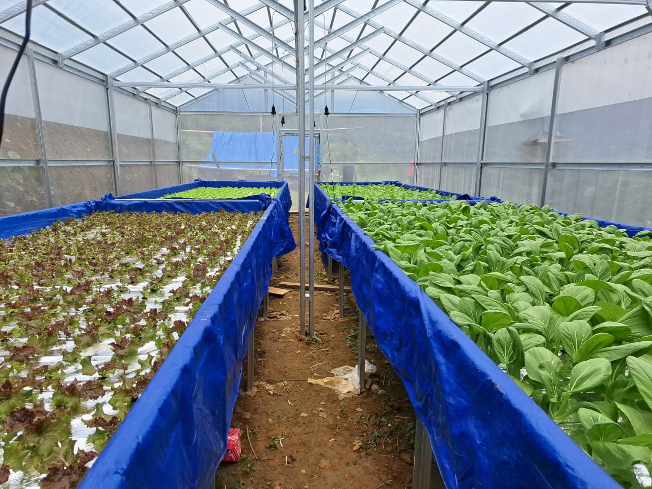 Sayur yang dibudidayakan dengan metode teknnik hidroponik di greenhouse desa Ulusalu. Dok: Maupa.id