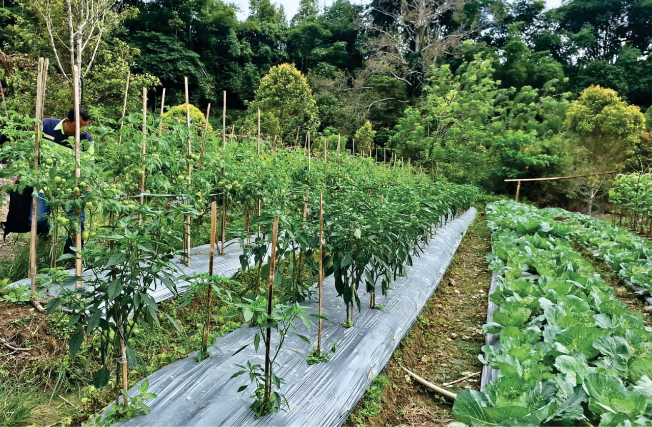 Kebun buah dan sayur Kelompok Tani Sipakatuo Rante Balla. Dok: Maupa.id