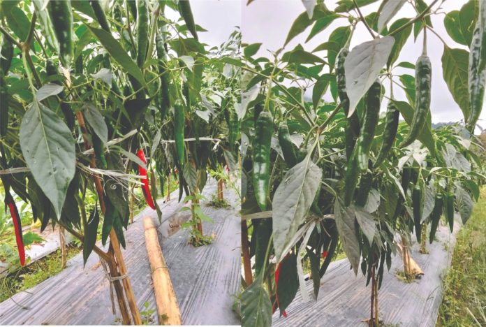 Cabe besar yang ditanam anggota Poktan Sipakatuo Rante Balla, Latimojong. Foto: Ichsan, Agribusiness Official CDA MDA. Dok: Maupa.id