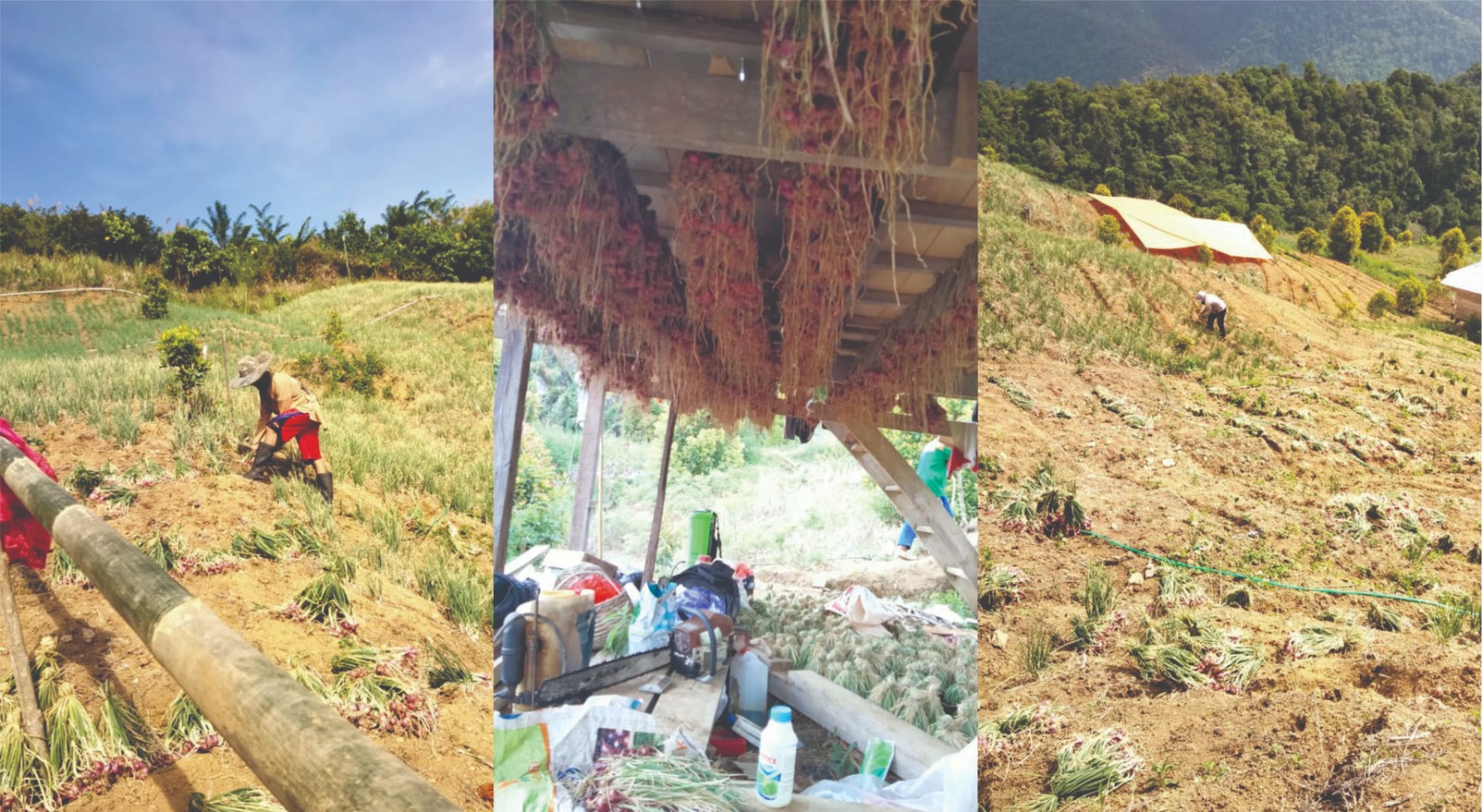 Bahan baku melimpah, hasil panen bawang merah di Dosa To'barru. Foto: Dok. Desa To'barru