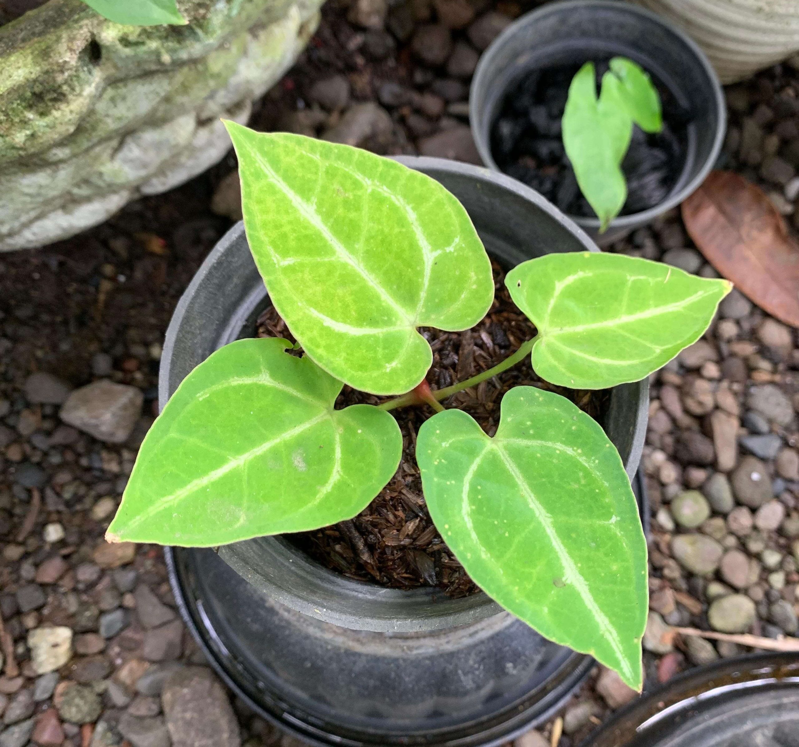 Anthurium yang masih muda. Dok: Pinrang Plants