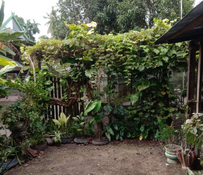 Kebun Pinrang Plants. Dok: Pinrang Plants