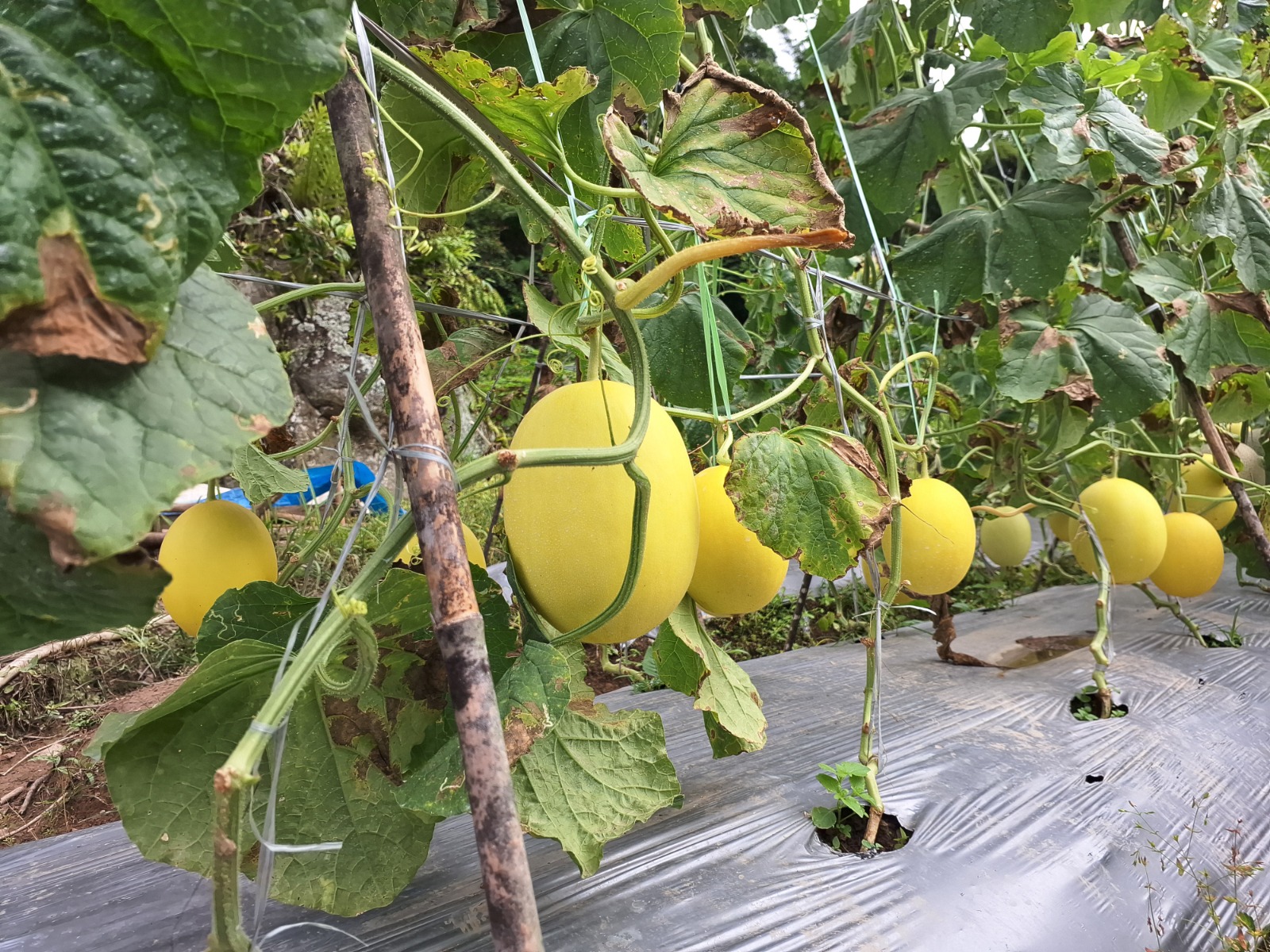 MDA berhasil bantu petani budidaya melon di Desa Rante Balla, Latimojong. Dok: Maupa.id