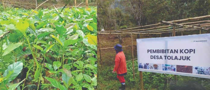 Dukungan nyata MDA memberikan 2000 bibit kopi kepada masyarakat Desa Tolajuk. Dok: Agribusiness Officer CDA MDA