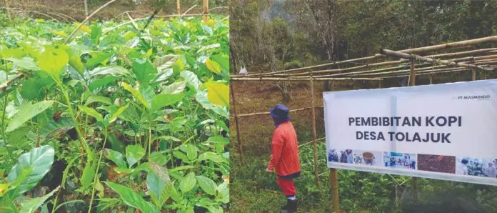 Dukungan nyata MDA memberikan 2000 bibit kopi kepada masyarakat Desa Tolajuk. Dok: Agribusiness Officer CDA MDA