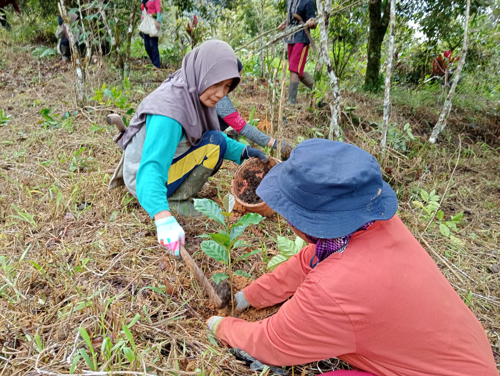 Proses penanaman bibit kopi. Dok: Kepala Desa dan Masyarakat Desa Tolajuk, Kecamatan Latimojong melakukan penanaman kopi arabika komasti, dukungan MDA, pada Sabtu (24/5/2025) di Desa Tolajuk. Dok: Agribusiness Officer CDA MDA
