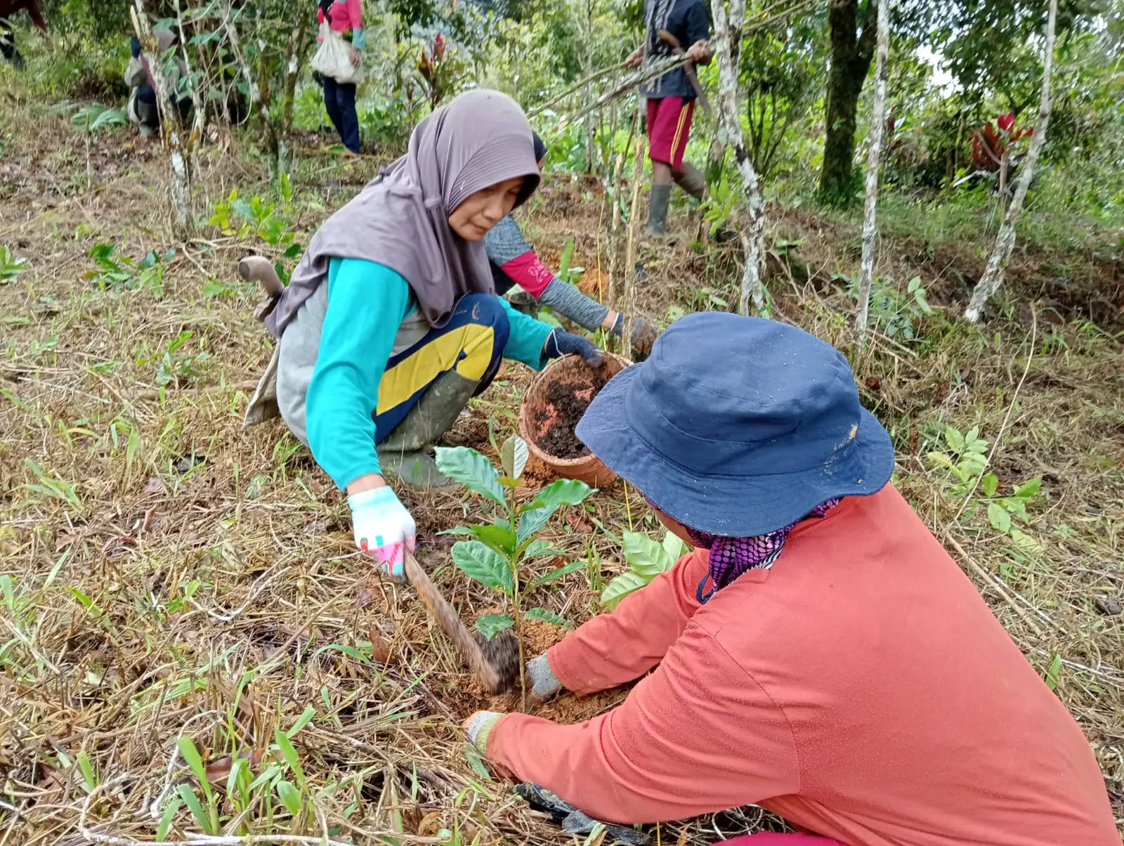 Proses penanaman bibit kopi. Dok: Kepala Desa dan Masyarakat Desa Tolajuk, Kecamatan Latimojong melakukan penanaman kopi arabika komasti, dukungan MDA, pada Sabtu (24/5/2025) di Desa Tolajuk. Dok: Agribusiness Officer CDA MDA