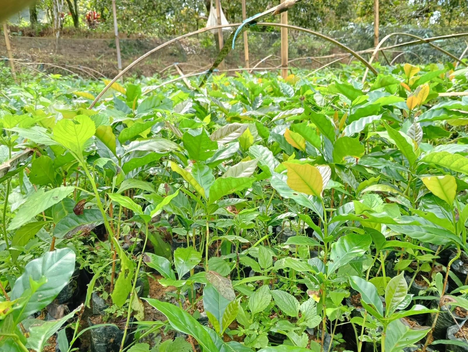 Bantuan 2009 Kopi Arabika untuk Desa Tolajuk, Latimojong. Dok: Maupa.id