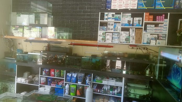 Toko Nemo Akuarium di Pasar Jompie Parepare. Dok: Azwar Radhif
