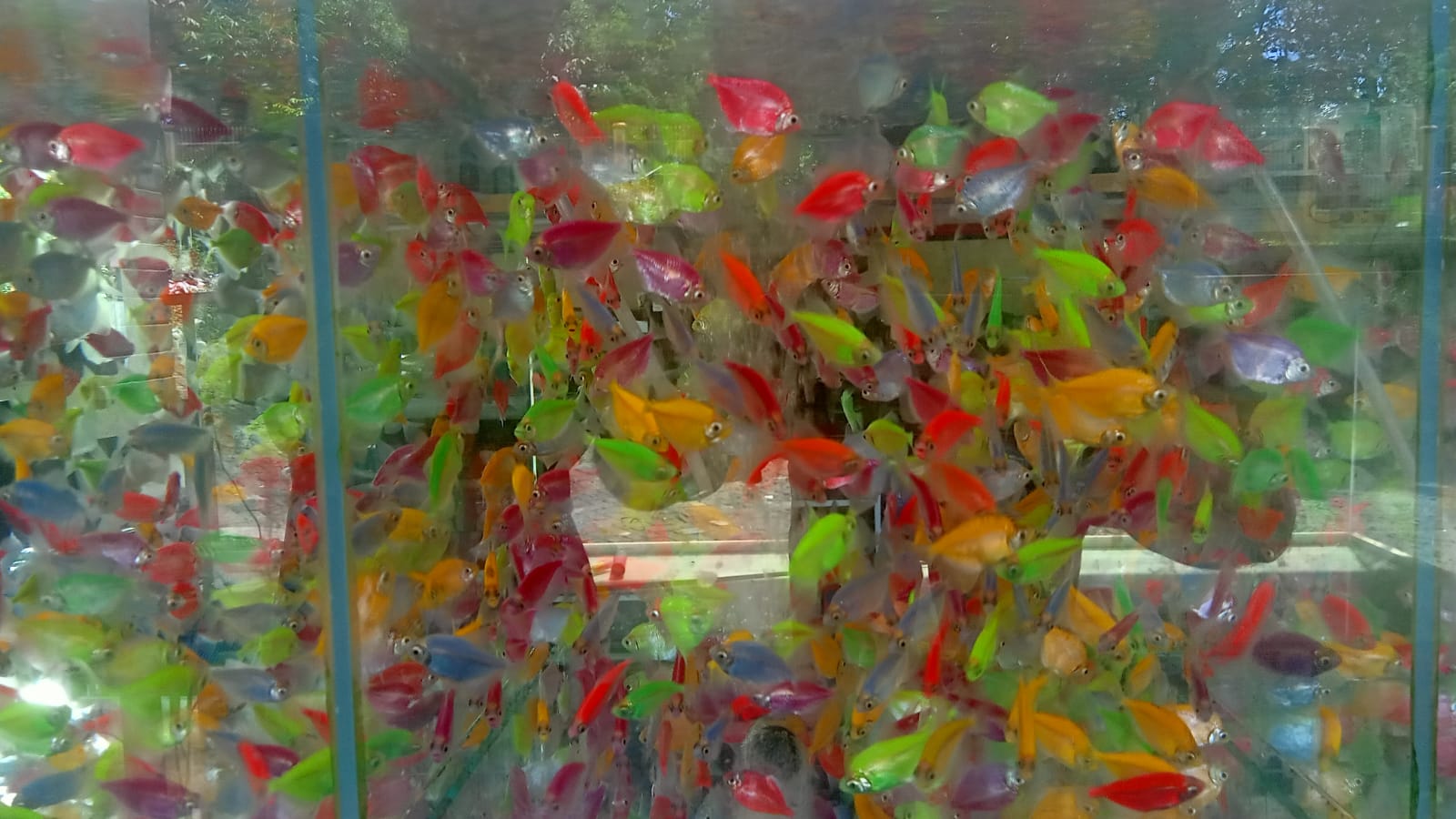 Ikan jenis Glowfish yang paling laku di toko Nemo Akuarium. Dok: Azwar Radhif